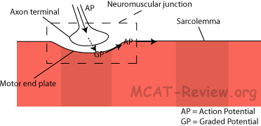 Neuromuscular Junction