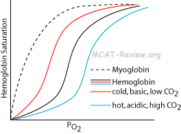 Hemoglobin Curve