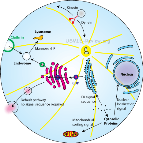 Cell Transport