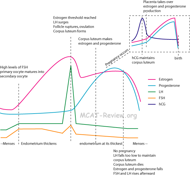 Menstrual Cycle Hormones