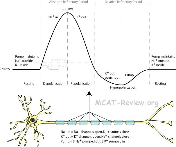 Action Potential