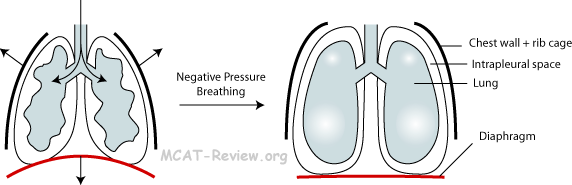 Breathing Mechanism