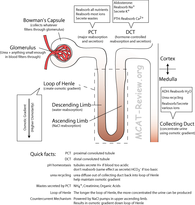 Nephron