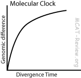 Molecular Clock