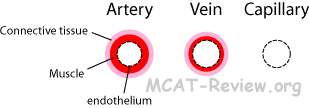 Artery Vein Capillary