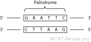 Palindrome