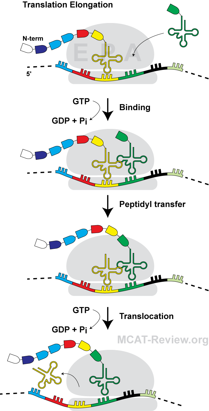 Translation Elongation