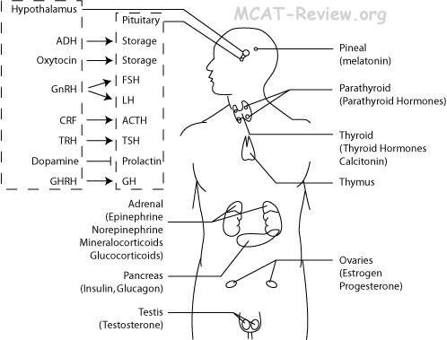 Endocrine