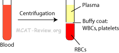 Blood Composition