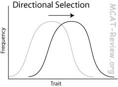 Directional Selection