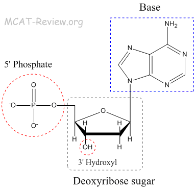 Nucleotide