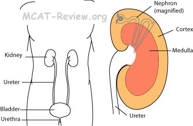 Kidney