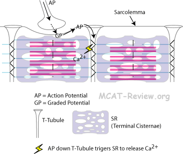 Sarcoplasmic Reticulum
