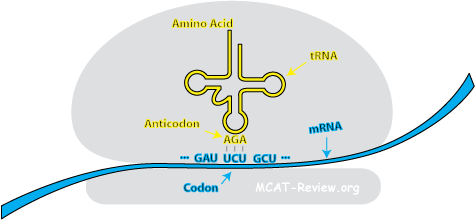 Codon Anticodon