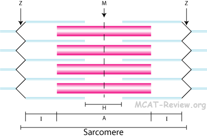 Sarcomere