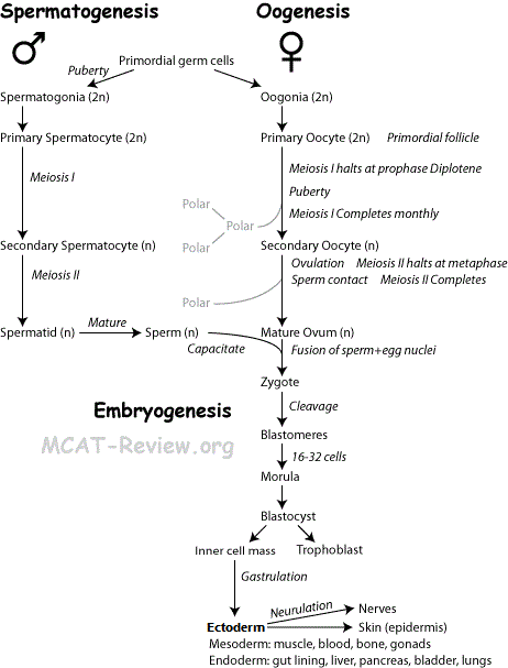 Oogenesis Spermatogenesis