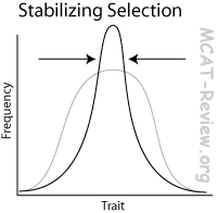Stabilizing Selection