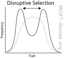 Disruptive Selection