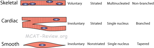 Muscle Types