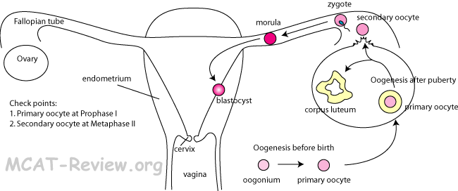 Female Reproductive System