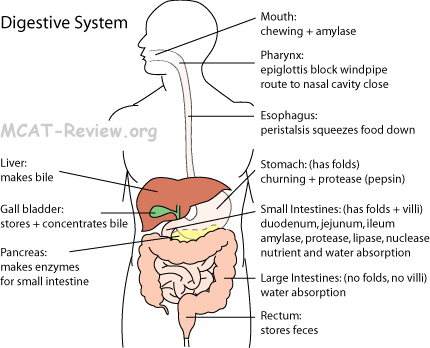 Digestive System