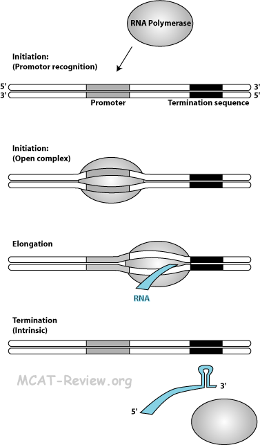 Transcription