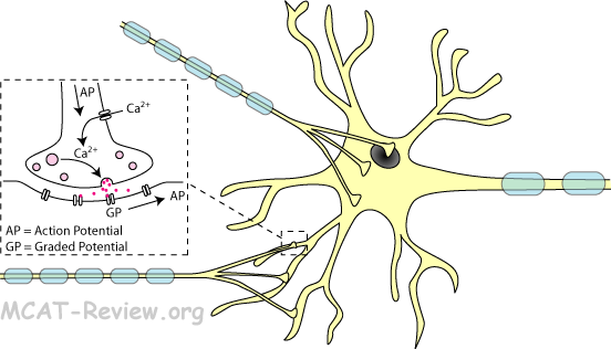 Synapse