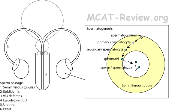 Male Reproductive System