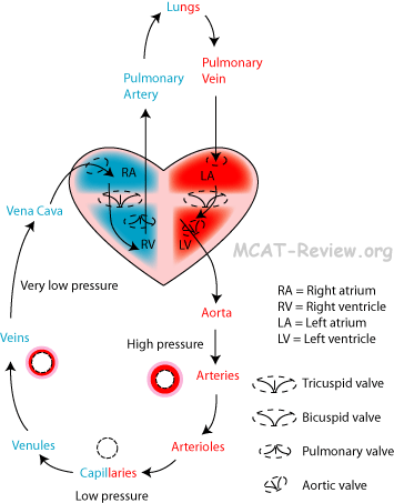 Heart Circulation