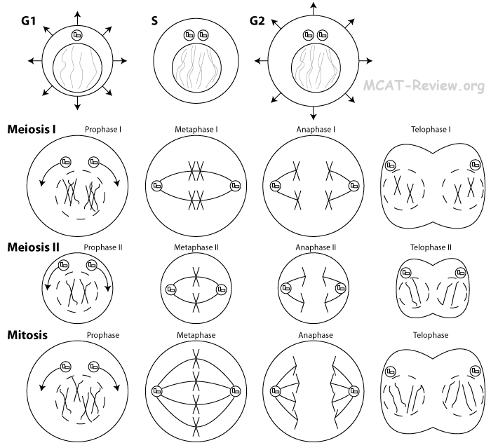 Mitosis Meiosis