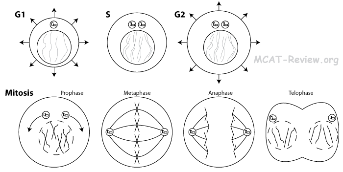 Mitosis