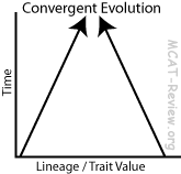 Convergent Evolution