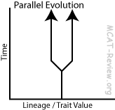 Parallel Evolution