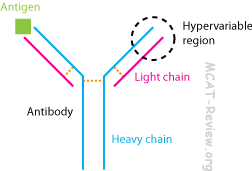 Antibody