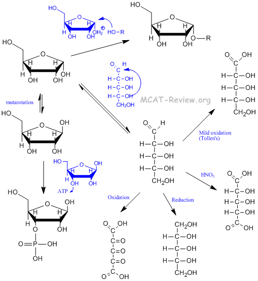 Monosaccharide Reactions