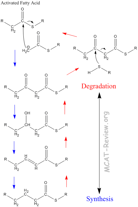 Fatty Acid Metabolism