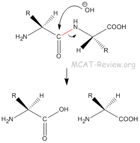 Peptide Hydrolysis