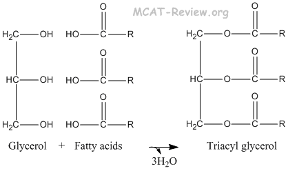 Triacyl Glycerol