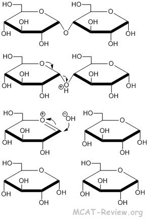 Glycoside Hydrolysis
