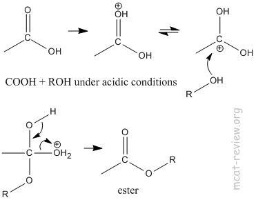Cooh Esterification