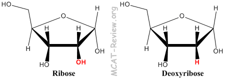 Ribose Deoxyribose