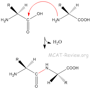 Peptide