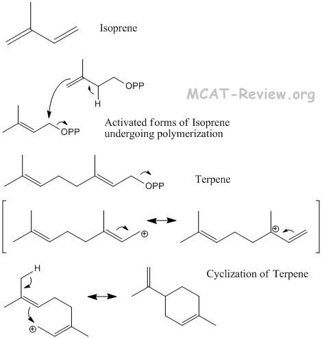 Terpene