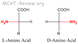 Amino Acid Configuration